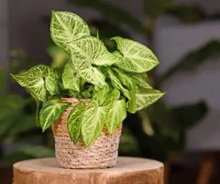 Planta de punta de flecha en una cesta en el interior.