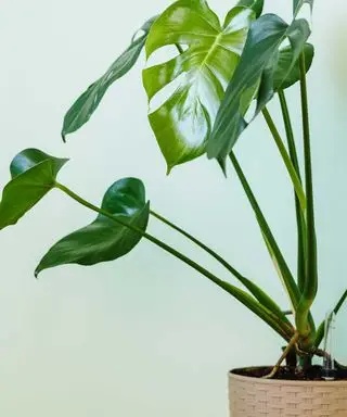 monstera en maceta con fondo azul pálido