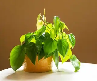 Filodendro de hoja de corazón en maceta contra pared marrón