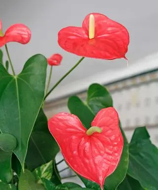 Primer plano de flores de anturio rojo.