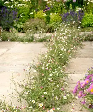 erigeron i asfaltering
