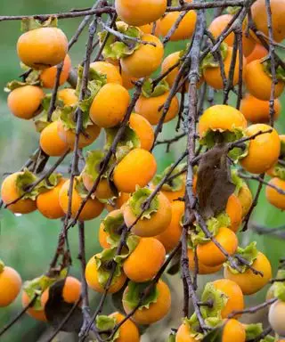 Caquis americanos crescendo em árvore