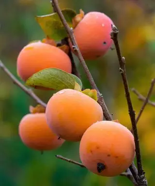 Caquis americanos crescendo
