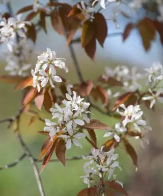 Amelanchier