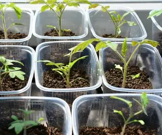 プラスチック製のDIY種子トレイ