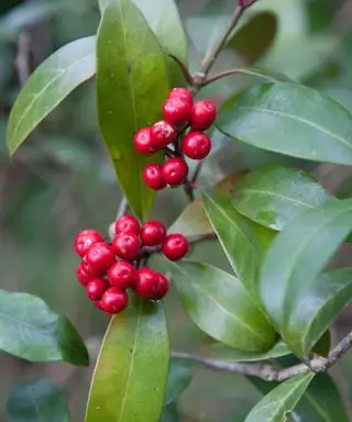 Skimmia japonica subsp. jagody reevesiana