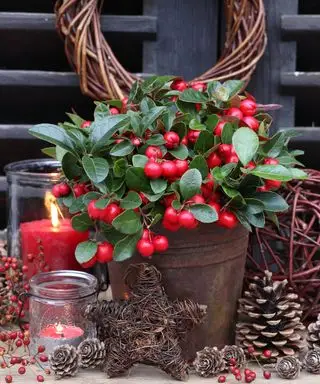 wystawa zimowa z Gaultheria procumbens w doniczce