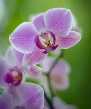 Uma flor de orquídea rosa