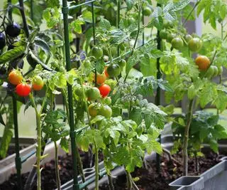 Plants de tomates poussant dans une auge pleine de fruits