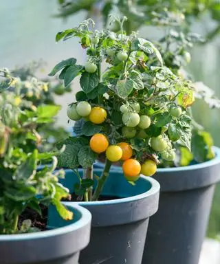 Tomates jaunes et oranges poussant sur des plants de tomates en pots