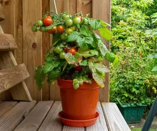Un plant de tomate compact poussant en pot