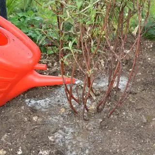 最近移動した低木に水やり