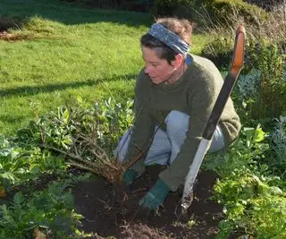 花壇の低木を植え替える