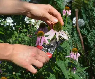 La potatura delle fioriture di coneflower