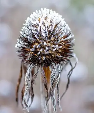 Taglio con gelo di una testa di seme di coneflower