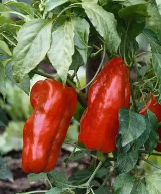 pimentão vermelho crescendo na planta