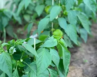 plantas de pimentão crescendo no solo