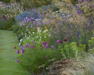 cosmos planté dans une bordure de fleurs mixtes