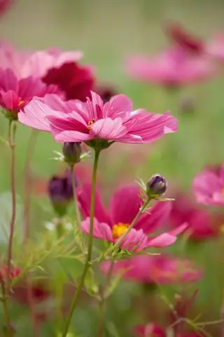 fleur de cosmos rose dans le champ