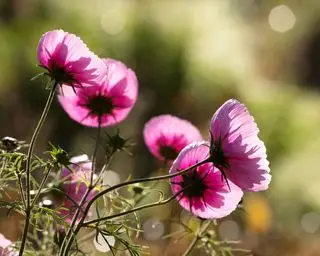 Blush cupcake Cosmos bipinnatus