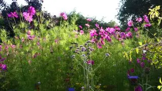fleurs roses cosmos