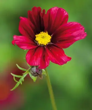 Cosmos bipinnatus rubenza de Sarah Raven