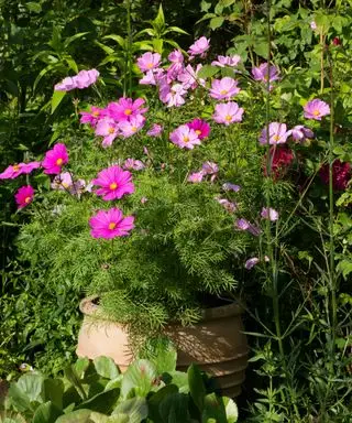 cosmos rose poussant dans des pots
