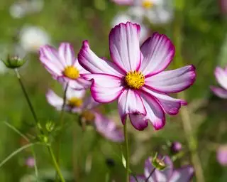 bande de bonbons cosmos bipannatus