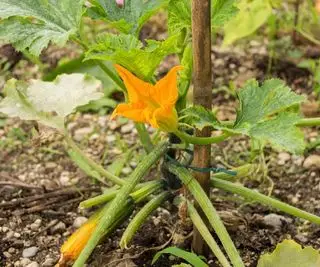 垂直に成長するように杭に結び付けられたズッキーニの植物