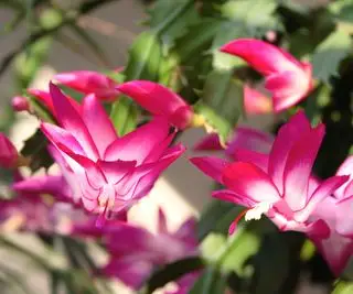 Rosa Weihnachtskaktusblüten
