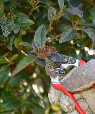 Detailní záběr na ženu, která klečí na Viburnum tinus pomocí nůžek
