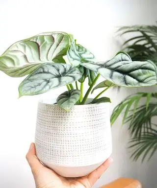 Persona que sostiene una planta de interior Alocasia Silver Dragon en maceta