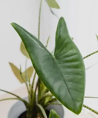 hojas de una planta de interior alocasia Zebrina