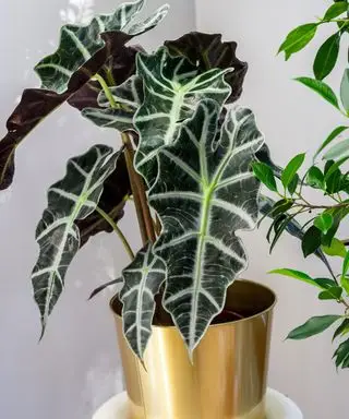 Planta de interior Alocasia Amazonica en una maceta dorada