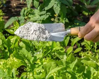 tierra de diatomeas utilizada en el jardín