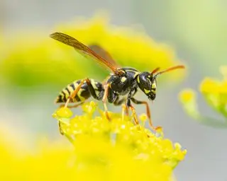 avispa en flor amarilla