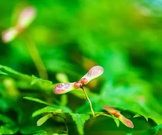 Sementes de bordo japonês alojadas em samaras em forma de asa