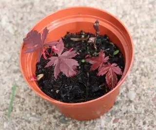 Mudas de bordo japonês em vaso