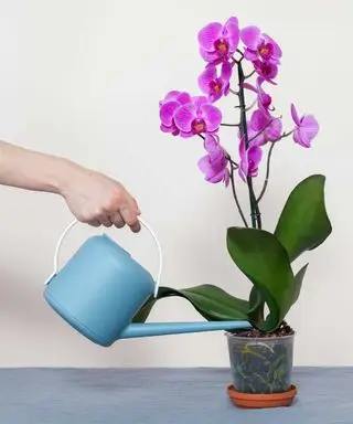podlewanie orchidei