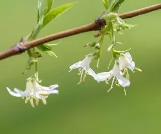 Flor de madressilva