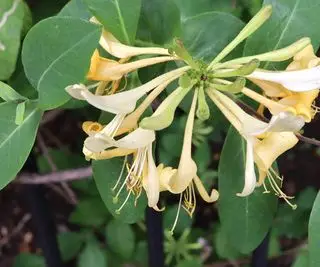 Flor de madressilva