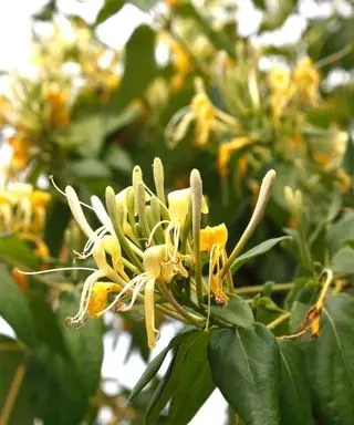 Madressilva amarela trepadeira