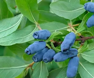 Bagas de madressilva azul