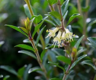 Flor de madressilva