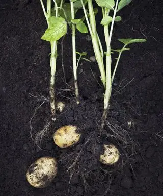 Et sidebilde av en full potetplante med poteter festet