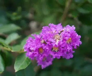 Eine violette Blüte auf einem Kreppmyrtenstrauch aus nächster Nähe