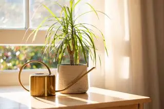 Dragetræ dracaena marginata ved siden af en vandkande i et smukt designet boliginteriør