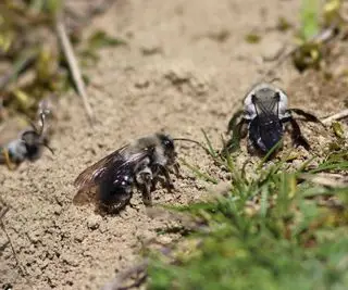 Abelhas brancas na terra