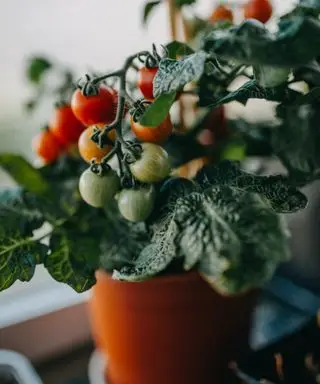 Un plant de tomate poussant joyeusement à l'intérieur plein de fruits