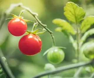 Tomates cerises poussant à l’intérieur sous lumière artificielle